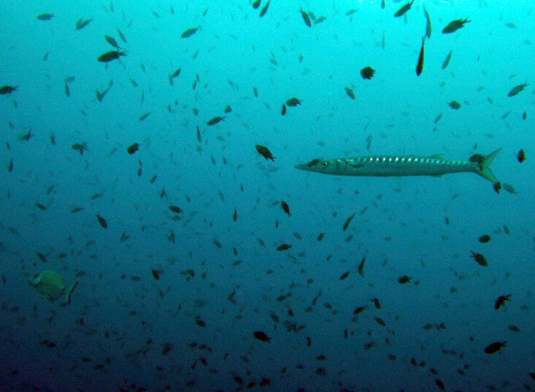 Sphyraena viridensis a Portofino